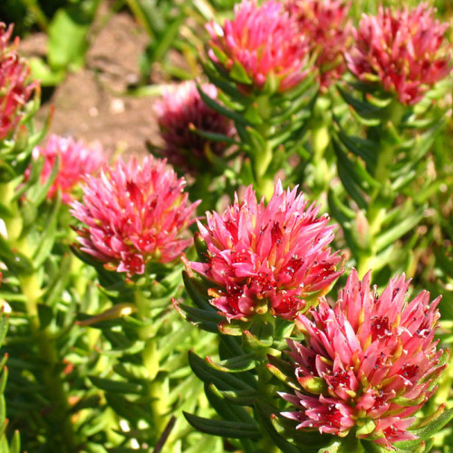Low Content Monomer Rhodiola Rosea Extract, Salidroside, Rhodioloside Supplier