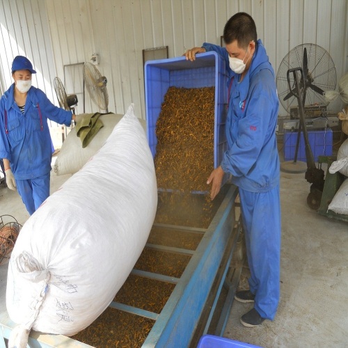 Chinese Herbal Medicine Shizhu Huanglian