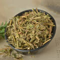 Women Health Ingredient Motherwort Extract
