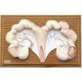 Modelo anatómico de útero de cerdo