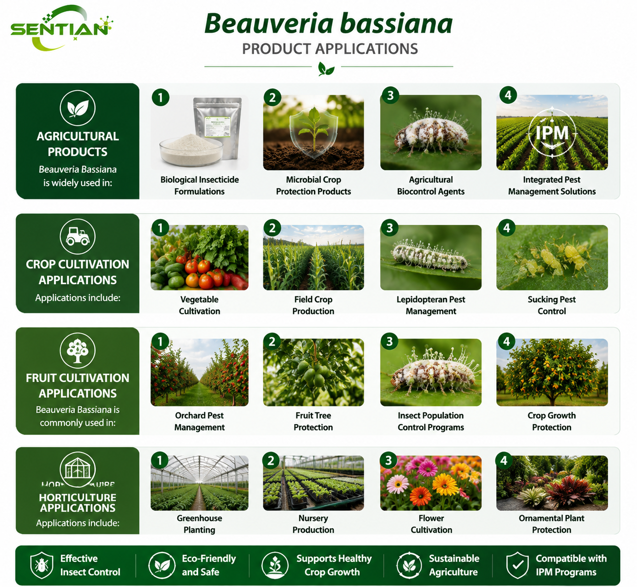 Beauveria bassiana（2）