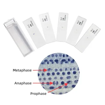 Mitosis Observation in Onion Root Tips Using Microscope Slides