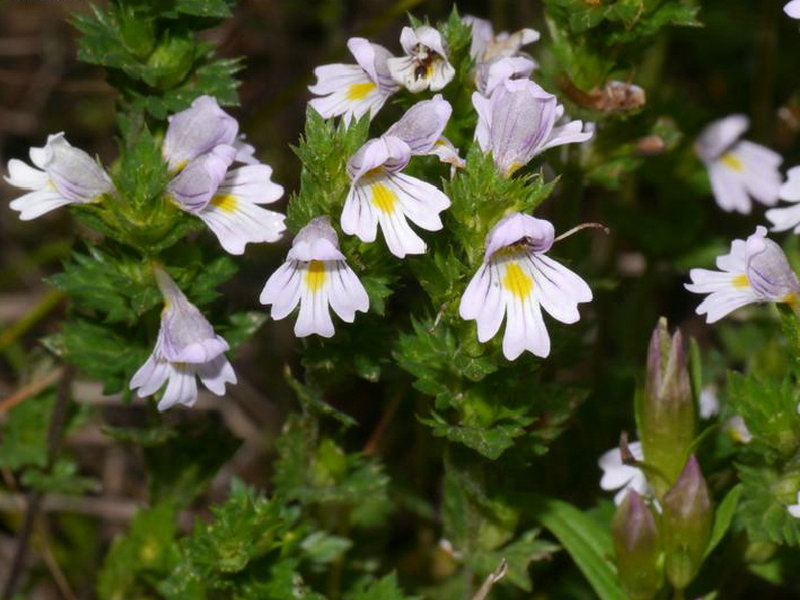 Eyebright