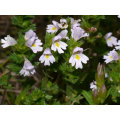 Eyebright Extract 공장 공급