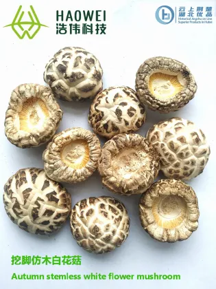 DRIED MUSHROOM