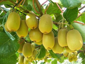 Kiwi Berry Seeds For Growing