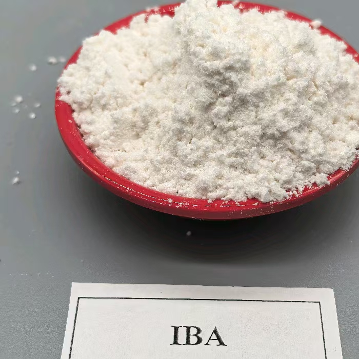 auxin IBA plant growth regulator plant rooting