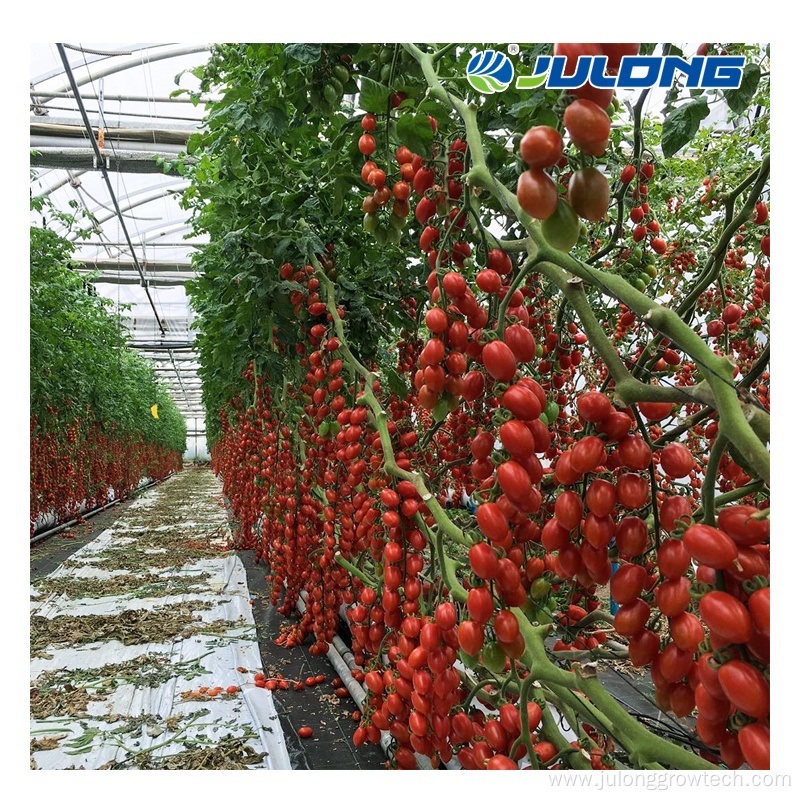 agricultural plastic greenhouse with dutch bucket system