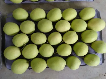 fresh pear fruit ya pear on sale shandong pear price