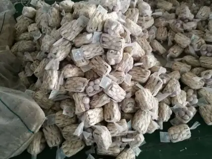 Fresh Solo Garlic From Yunan Origin