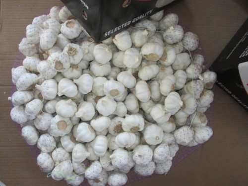 Fresh Pure White Garlic Crop 2020