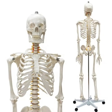 Modèle de squelette de science médicale de haute qualité grandeur