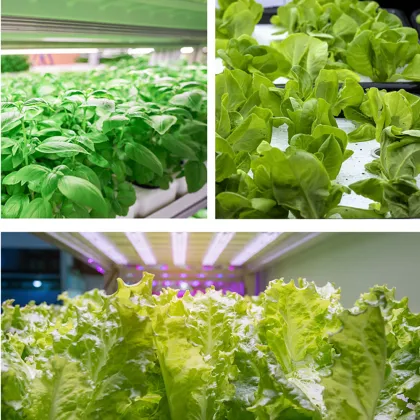 Lumatek 660nm Samsung LED Grow Light for Hydroponics