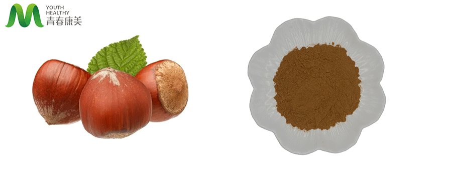 Hazelmut Extract Powder