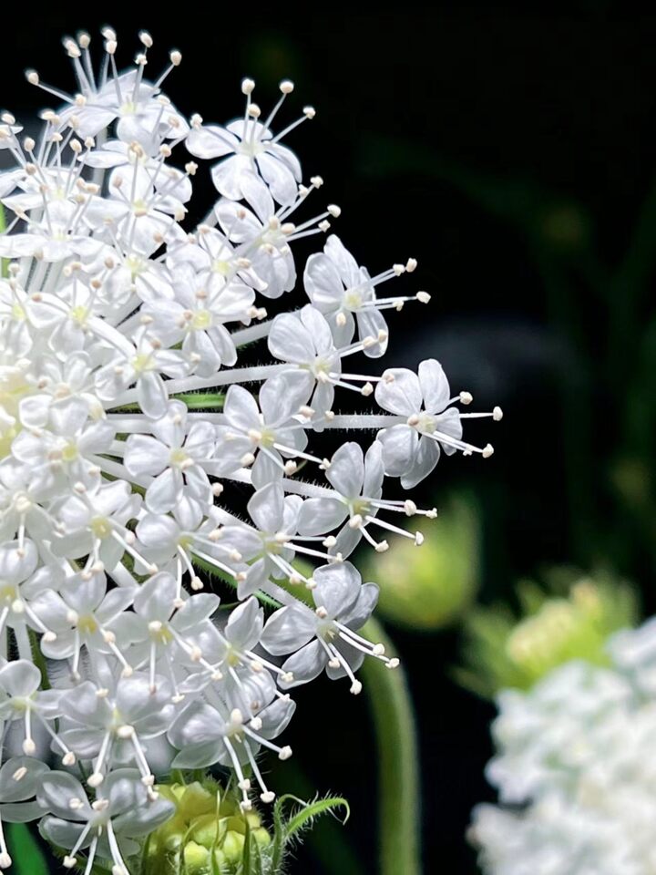 White lace flower