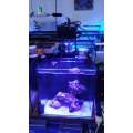 LED Marine Aquarium Beleuchtung Riffkoralle