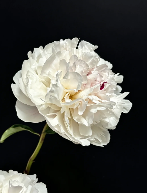 Sandianhong Peony