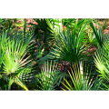 Saw Palmetto Extract