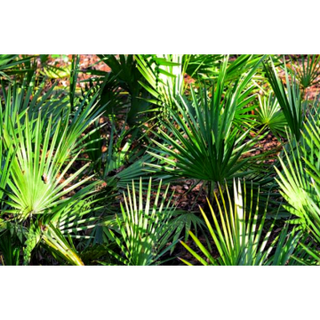 Saw Palmetto Extract