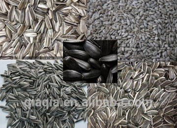 Wholesale sunflower seeds for extracting sunflower oil