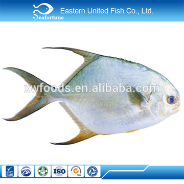 high quality wild export grouper fish fillet