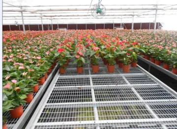Seedbed mesh