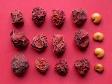 schisandra Chinensis extract Schisandrin/Chinese Magnoliavine Fruit extract