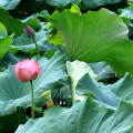Lotus Leaf Alkali Bebida sólida Polvo de hoja de loto