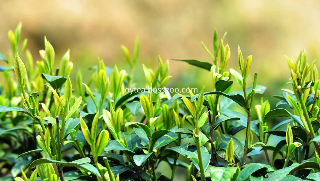green tea