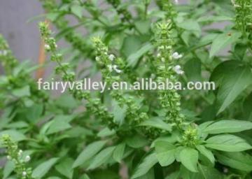 White basil flower seeds for sale