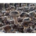 Natural Shiitake Mushroom Extract