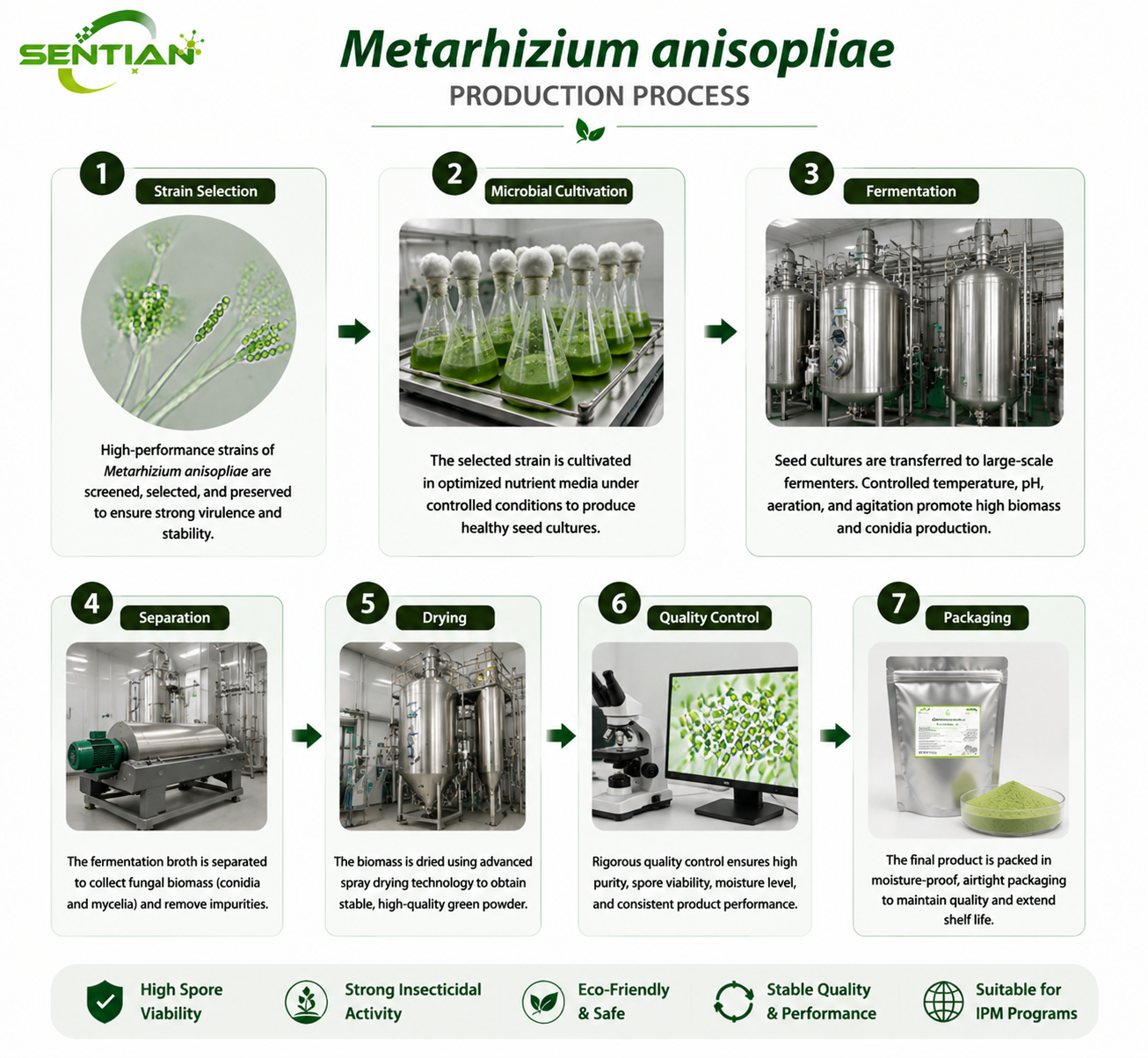Metarhizium anisopliae（1）
