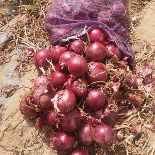 40mm Natural Fresh Onion 15kg / Mesh Bag , China Manufacturer