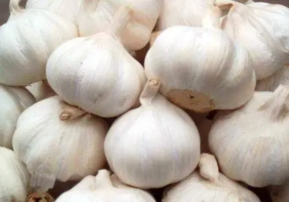 Natural Fresh White Garlic Vegetables