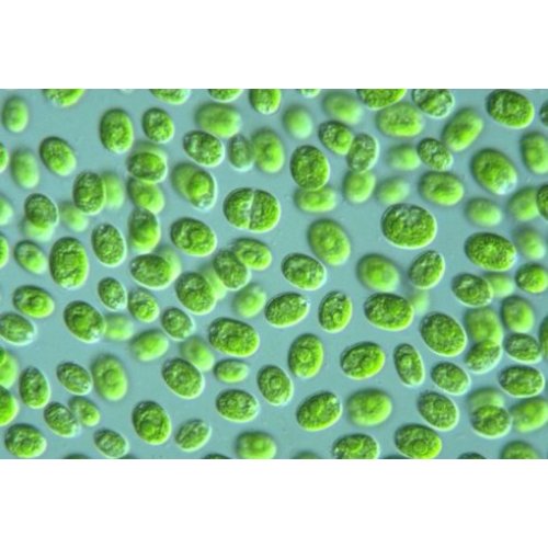 Polvo de Chlorella Orgánica