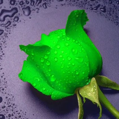 5D Diamond Painting Dripping Rose DIY Diamond Embroidery Painting
