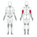 Exercițiu cu braț așezat alternativ Triceps Mașină