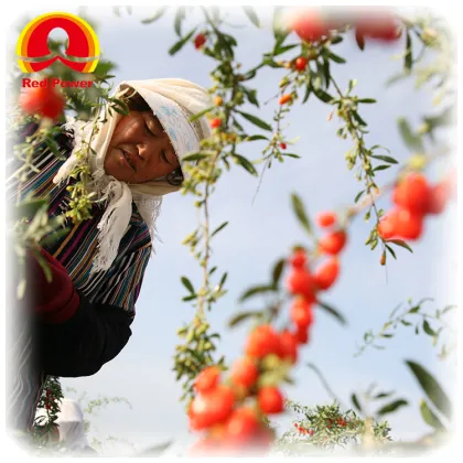 40 polysaccharide natural wolfberry goji berries,organic wolfberry,goji berries dried ningxia zhongning chunqin wolfberry