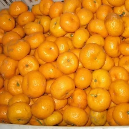 Good Fresh sweet baby mandarin