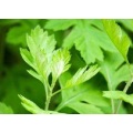 Grade Wormwood Powner Argy Wormwood Leaf Extrait