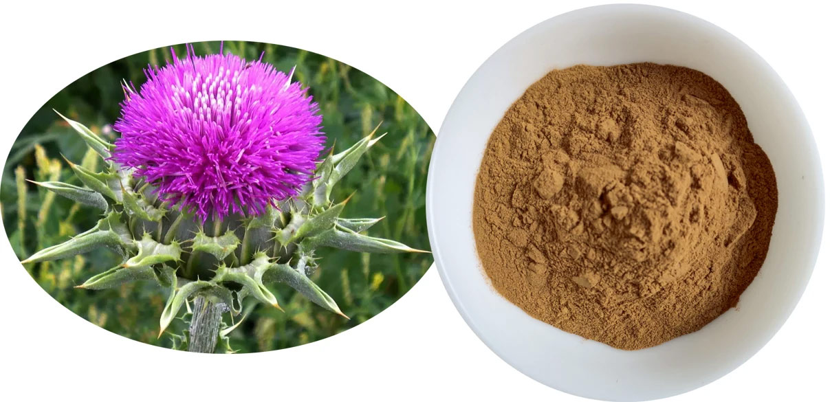 milk-thistle-extract2