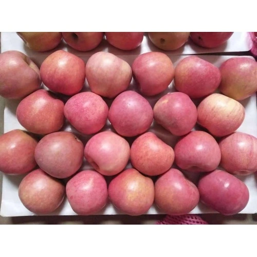 Fruit Fresh Red Paper Bagged Qinguan Apple China Manufacturer