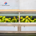 Máquina industrial de lavar e descascar batatas