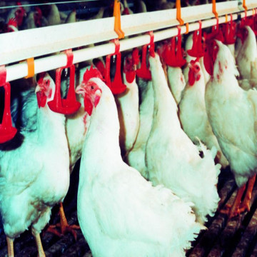 Automatic feed broiler chicken machine