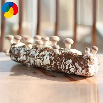 Harvest Many Oak Tree Shiitake Mushroom Spawn