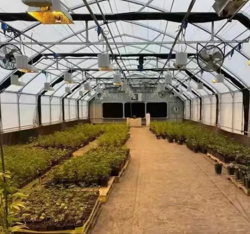Lätt berövande film växthus för medicinsk plantering