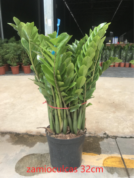 Zamioculcas zamiifolia 320# for sale