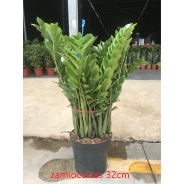 Zamioculcas Zamiifolia 320# para sa pagbebenta