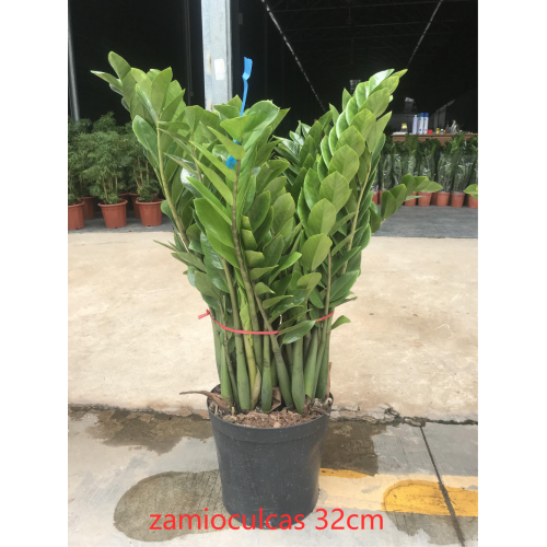 Hot Sale Round Leaves Zamioculcas zamiifolia 320# for sale Manufactory