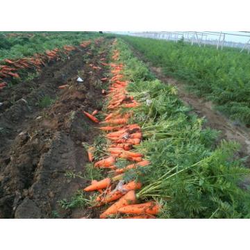 Fresh Long carrot carton packing